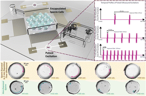 Graphical abstract: Repeated pulses of ultrasound maintain sperm motility