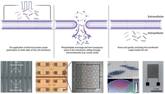 Graphical abstract: Advanced micro/nano-electroporation for gene therapy: recent advances and future outlook