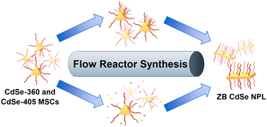 Graphical abstract: Insights into the formation of CdSe nanoplatelets using a flow reactor