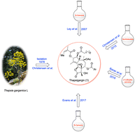 Graphical abstract: Thapsigargin: a promising natural product with diverse medicinal potential – a review of synthetic approaches and total syntheses