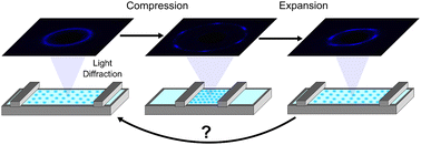 Graphical abstract: Compression, expansion and relaxation of soft colloidal monolayers at the air/water interface