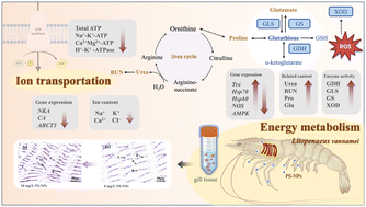 Graphical abstract: Ion transport and metabolic regulation induced by nanoplastic toxicity in gill of Litopenaeus vannamei using proteomics