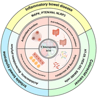 Graphical abstract: Chlorogenic acid and intestinal health: mechanistic insights and therapeutic applications