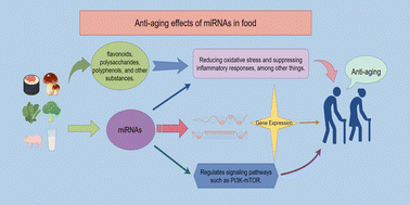 Graphical abstract: Dietary microRNAs in aging: sources, mechanisms, translational potential, and future directions