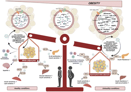 Graphical abstract: Extracellular vesicles in obesity: linking postprandial metabolism to metabolic dysfunction