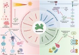 Graphical abstract: Beneficial effects of seaweed-derived active substances on immunoregulatory function