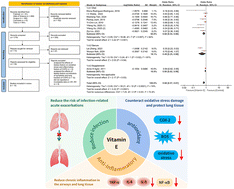 Graphical abstract: Efficacy of vitamin E from dietary, circulation system, and supplementation on chronic obstructive pulmonary disease (COPD): a systematic review and meta-analysis