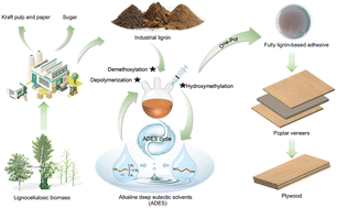 Graphical abstract: A green one-pot strategy for sustainable fully lignin-based adhesives