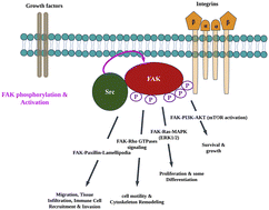 Graphical abstract: Rational design of FAK inhibitors for autoimmune therapy: a SAR and molecular modeling approach for chemically driven drug discovery
