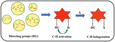 Graphical abstract: C–H bond halogenation: unlocking regiodivergence and enhancing selectivity through directing group strategies