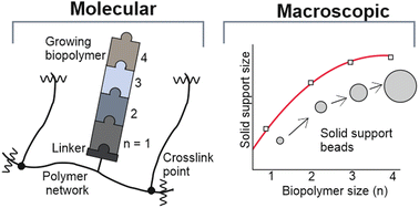 Graphical abstract: Physicochemical aspects of solid phase synthesis using cross-linked polymeric matrices