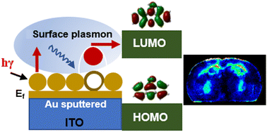 Graphical abstract: Mass spectrometric imaging of organic and metallic metabolites by plasmon-induced interfacial charge-transfer transition (PICTT) on Au sputtered ITO slides