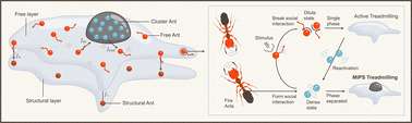 Graphical abstract: Dynamic self-organization in fire ant rafts underpins collective longevity and threat responsiveness
