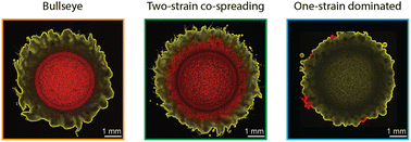 Graphical abstract: Self-organization of cellulose-producing microbial communities during biofilm spreading