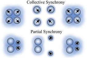 Graphical abstract: Synchronization modes of chitosan surfers with various sizes
