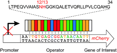 Graphical abstract: Artificial repressors for controlling gene expression in bacteria