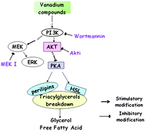 Graphical abstract: Bis(acetylacetonato)-oxovanadium(iv), bis(maltolato)-oxovanadium(iv) and sodium metavanadate induce antilipolytic effects by regulating hormone-sensitive lipase and perilipin via activation of Akt
