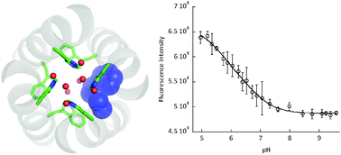 Graphical abstract: β-(1-Azulenyl)-l-alanine – a functional probe for determination of pKa of histidine residues