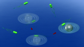 Graphical abstract: Dynamic trapping and two-dimensional transport of swimming microorganisms using a rotating magnetic microrobot