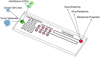 Graphical abstract: Microfluidics and cancer analysis: cell separation, cell/tissue culture, cell mechanics, and integrated analysis systems