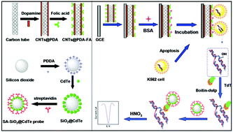 Graphical abstract: An electrochemical-TUNEL method for sensitive detection of apoptotic cells