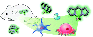 Graphical abstract: BODIPY-based probes for the fluorescence imaging of biomolecules in living cells