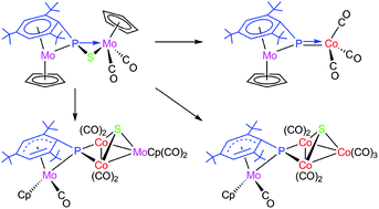 Graphical abstract: P–S bond cleavage in reactions of thiophosphinidene-bridged dimolybdenum complexes with [Co2(CO)8] to give phosphinidene-bridged heterometallic derivatives