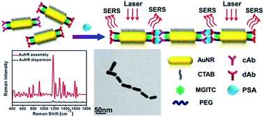 Graphical abstract: Rational design of Au nanorods assemblies for highly sensitive and selective SERS detection of prostate specific antigen