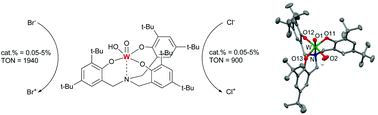 Graphical abstract: Effective bromo and chloro peroxidation catalysed by tungsten(vi) amino triphenolate complexes