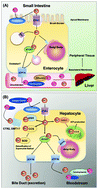 Graphical abstract: Copper and conquer: copper complexes of di-2-pyridylketone thiosemicarbazones as novel anti-cancer therapeutics