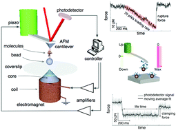 Graphical abstract: Dually actuated atomic force microscope with miniaturized magnetic bead-actuators for single-molecule force measurements