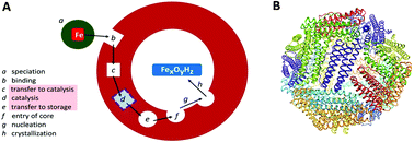 Graphical abstract: The workings of ferritin: a crossroad of opinions