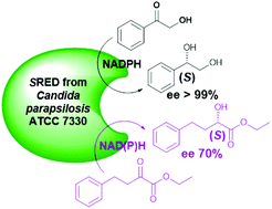 Graphical abstract: A carbonyl reductase from Candida parapsilosis ATCC 7330: substrate selectivity and enantiospecificity