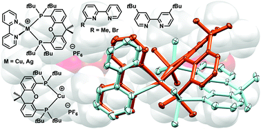 Graphical abstract: Copper(i) and silver(i) complexes of 9,9-dimethyl-4,5-bis(di-tert-butylphosphino)xanthene: photophysical properties and structural rigidity under pressure