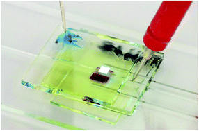 Graphical abstract: Highly sensitive on-chip fluorescence sensor with integrated fully solution processed organic light sources and detectors