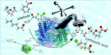 Graphical abstract: A biocatalytic method for the chemoselective aerobic oxidation of aldehydes to carboxylic acids