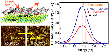 Graphical abstract: Tunable photoluminescence in a van der Waals heterojunction built from a MoS2 monolayer and a PTCDA organic semiconductor