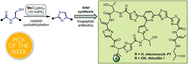 Graphical abstract: Total synthesis of micrococcin P1 and thiocillin I enabled by Mo(vi) catalyst