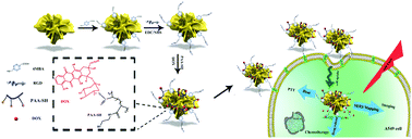 Graphical abstract: A gold nanoflower-based traceable drug delivery system for intracellular SERS imaging-guided targeted chemo-phototherapy