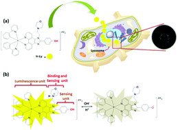 Graphical abstract: A long-lifetime iridium(iii) complex for lysosome tracking with high specificity and a large Stokes shift