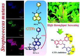 Graphical abstract: Ratiometric fluorescent probe for sensing Streptococcus mutans glucosyltransferase, a key factor in the formation of dental caries