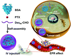 Graphical abstract: Albumin enhances PTX delivery ability of dextran NPs and therapeutic efficacy of PTX for colorectal cancer