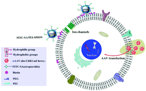 Graphical abstract: A strategy for iron oxide nanoparticles to adhere to the neuronal membrane in the substantia nigra of mice
