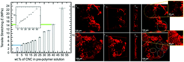 Graphical abstract: Mechanically tunable elastomer and cellulose nanocrystal composites as scaffolds for in vitro cell studies