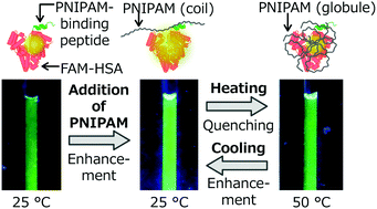 Graphical abstract: Affinity-based thermoresponsive fluorescence switching of proteins conjugated with a polymer-binding peptide