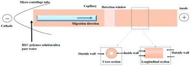 Graphical abstract: Potential and applications of capillary electrophoresis for analyzing traditional Chinese medicine: a critical review