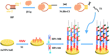 Graphical abstract: An electrochemical aptasensor for the milk allergen β-lactoglobulin detection based on a target-induced nicking site reconstruction strategy