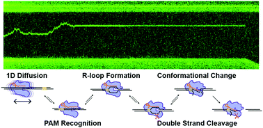 Graphical abstract: Cas12a target search and cleavage on force-stretched DNA