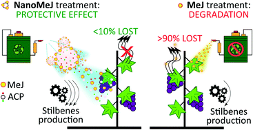 Graphical abstract: Nanoelicitors with prolonged retention and sustained release to produce beneficial compounds in wines