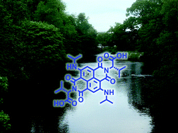Graphical abstract: Electronic and assembly properties of a water-soluble blue naphthalene diimide